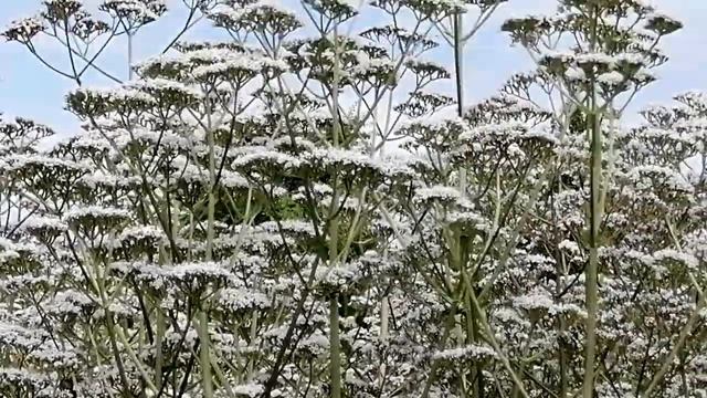 Цветение валерьяны смотреть онлайн