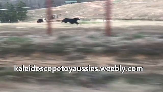 How Fast Is A Toy Australian Shepherd?