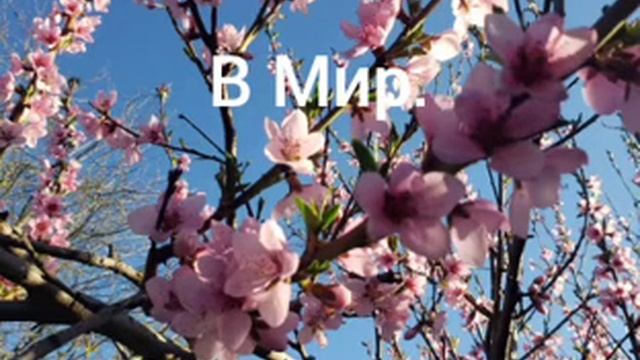 Аннулирование устаревших программ.Манифест. смотреть онлайн