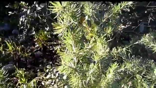 Прогулка в сосновом лесу, весенние цветы, дикая природа Испании, Андалусия, 01/03/2017 смотреть онлайн