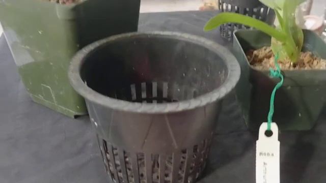 Monday Mucking Arthurara Sea Snake смотреть онлайн