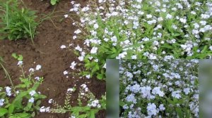 Голубые цветы незабудки как растут  после подзимнего посева