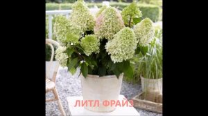 НОВЫЕ СОРТА МЕТЕЛЬЧАТЫХ ГОРТЕНЗИЙ