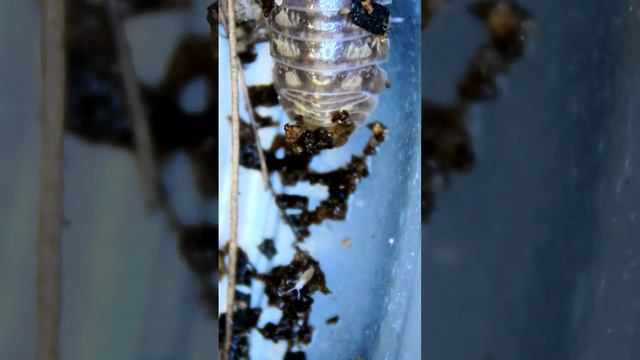 Толпа броненосцев))) смотреть онлайн