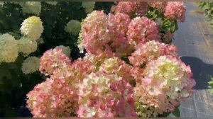 Самые ароматные гортензии!