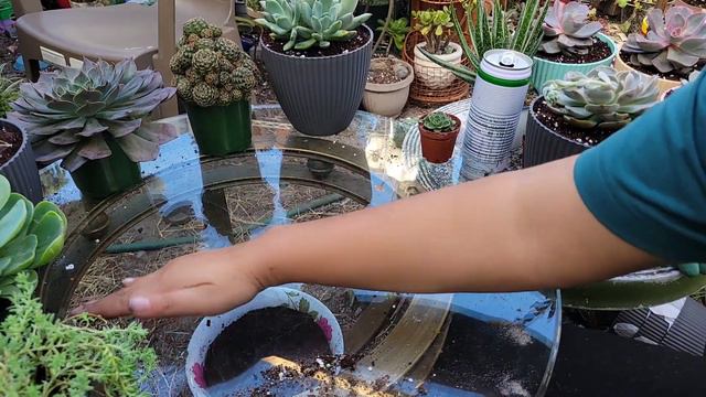 Trasplantando Suculentasque se agregan ami collecion смотреть онлайн