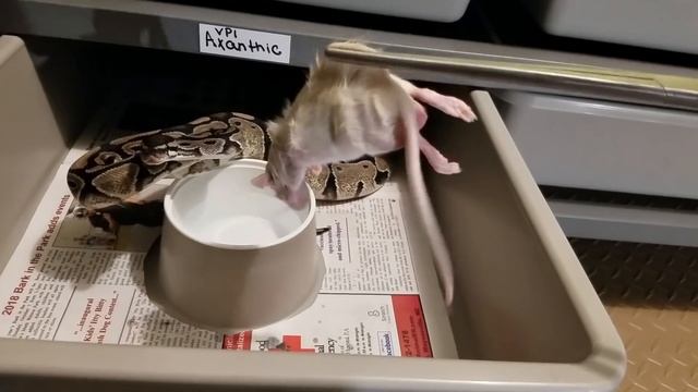 Ball Python Feeding - 1000 Gram Wall смотреть онлайн