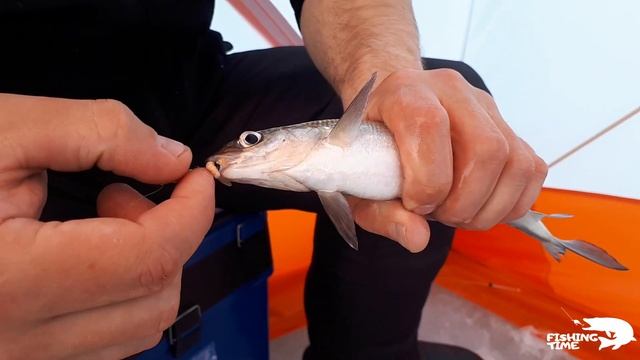 Трофейный сиг. Закрытие сезона в мае на Имандре смотреть онлайн