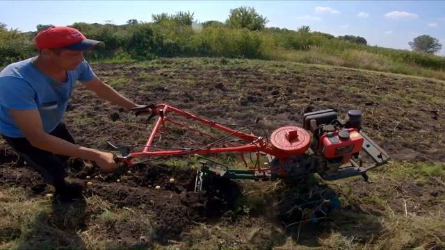 ПЛУГОМ ПЦ-1-18 можно копать картофель очень быстро смотреть онлайн