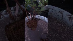 ЖИМОЛОСТЬ! Посадка!100% приживаемость саженцев из контейнера