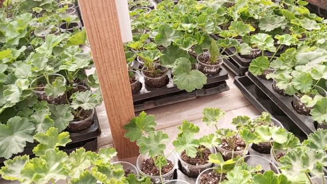 На продажу черенки сортовой пеларгонии! смотреть онлайн