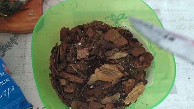 Отделение деток орхидеи и высадки на постоянное место в горшок. смотреть онлайн