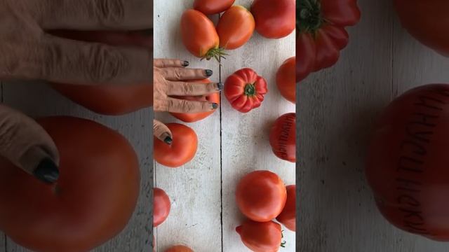 Минусинские помидоры. Самые урожайные.