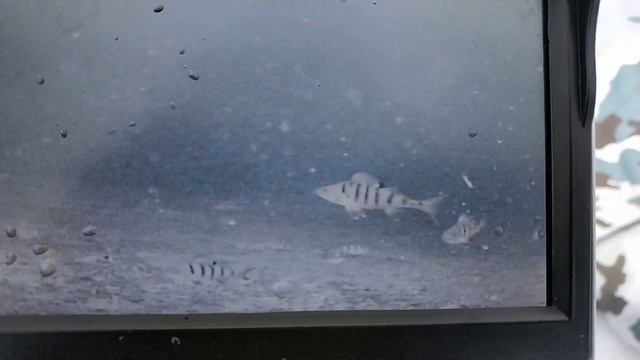 Камера sony iffio 700tvl. #подводнаякамера смотреть онлайн