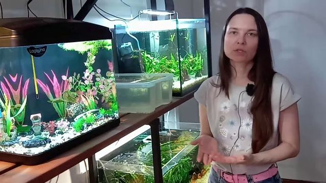 Пластиковый декор в аквариуме - ЗА и ПРОТИВПластиковый декор в аквариуме - ЗА и ПРОТИВ смотреть онлайн