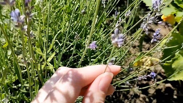 Научные Эксперименты