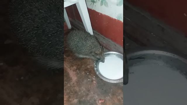 Ежик в тумане...или на летней кухне) смотреть онлайн