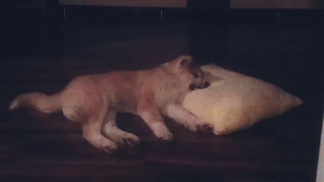 ичи спит на подушке/акита спит сладко 🐕🥐😴 смотреть онлайн