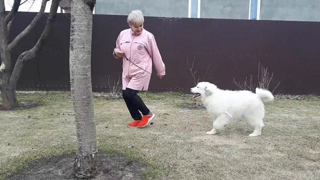 Щенки горной пиренейской собаки смотреть онлайн