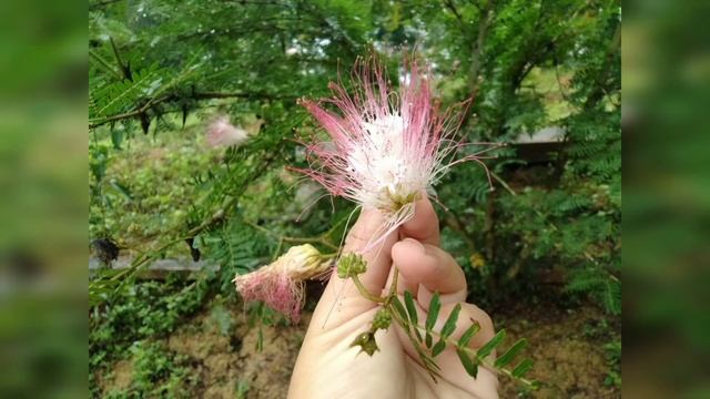 Rawatla Tanaman Ikut Kemampuan Nanti Stress Pula#kg#tanamanhias #mamy Beve