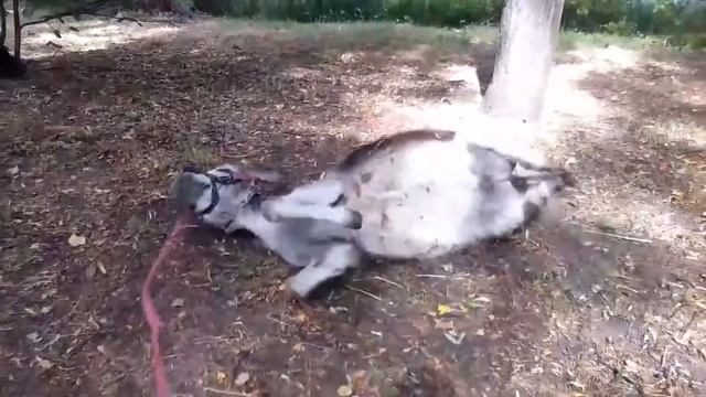 ослик в ЦПКиО Кирова смотреть онлайн