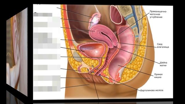 Как ПОХУДЕТЬ нажав НА ТОЧКУ В УХЕ