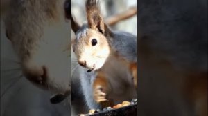 #shorts Встревоженная белка