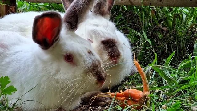 Сбор Свежей Кукурузы из Своего Огорода. Как Правильно и Вкусно Приготовить Кукурузы. смотреть онлайн