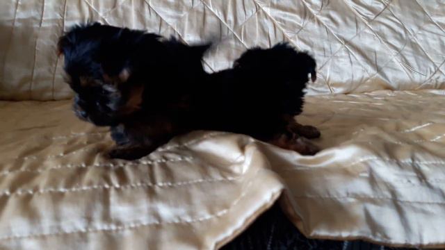 Мальчики Йоркширского терьера