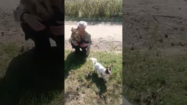 Привет из Калуги от выпускника питомника чихуахуа Кастропуло Крым Казановы 💥 и его любящей семьи😘 смотреть онлайн