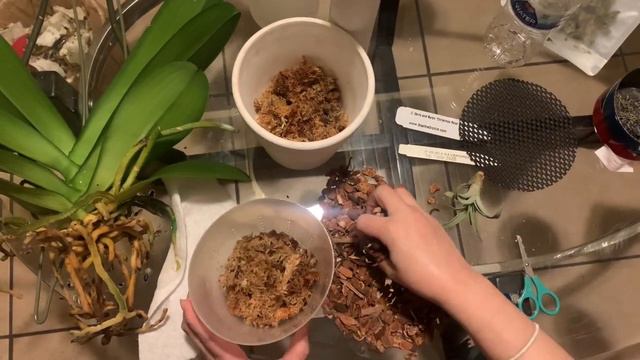 Repotting Sogo Yukidiar or Yukidian смотреть онлайн
