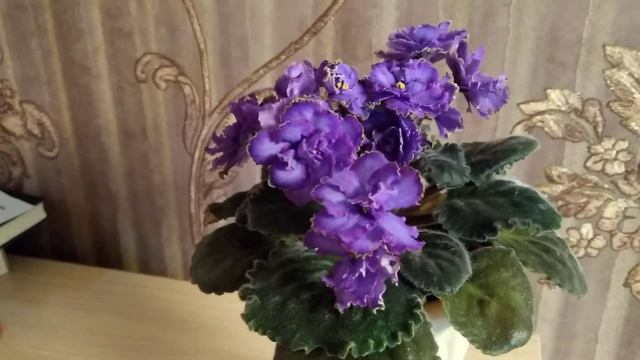 Фиалка Голубой дракон. Красотка!!! смотреть онлайн
