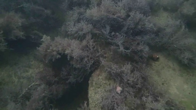 My Diving In The Afternoon