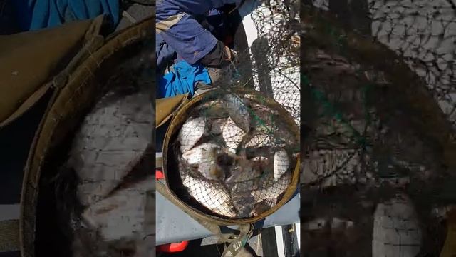 Рыбалка на Темрюкских лиманах.