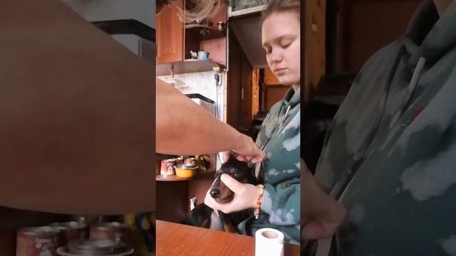 Как ставить уши цвергпинчера. смотреть онлайн