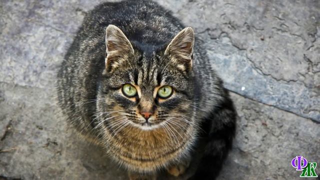 Когда пропала мама, к КОТЁНКУ пришел отец, и малыш уснул у его груди, накрытый ласковой лапой смотреть онлайн