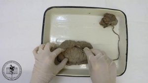 Спланхнология, анатомия мочевого пузыря