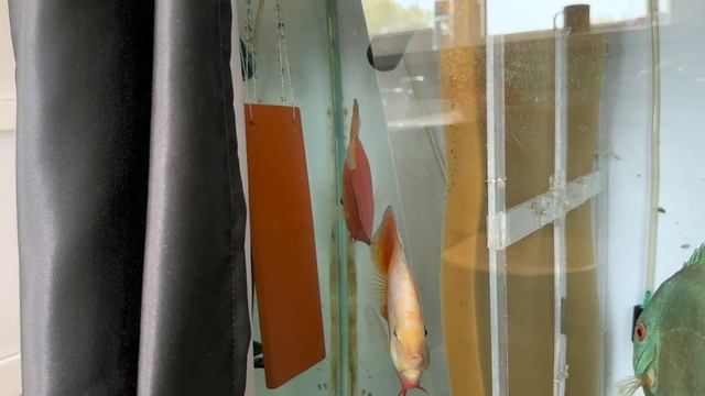 ADC news 28.08.2023. Новости Алматы Дискус Центра. New stingrays were born. Новый выводок у скатов. смотреть онлайн