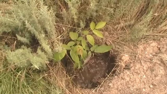 Чёрный орех смотреть онлайн