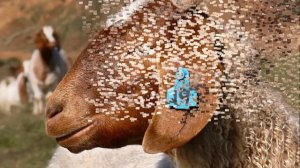 Разведение мясных Бурских коз | Козоводство | Бурская порода коз и ее особенности