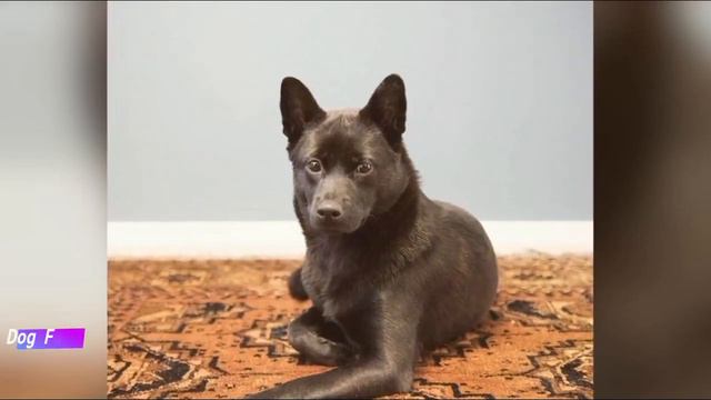 Kai Ken - ALL You Need To Know In 5 MINUTES!