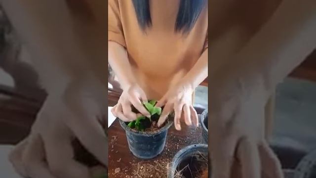 การชำยอดไฮเดรนเยียแบบควบแน่น смотреть онлайн