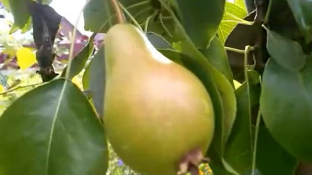 Грушевое дерево смотреть онлайн