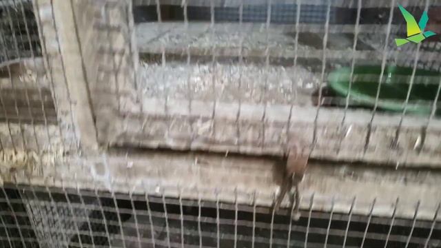 Cockatiel/Lovebirds/Java Sparrow/Long Tail Finch/Bengalese/Budgies Breeding Season|| KUILA For EVER смотреть онлайн