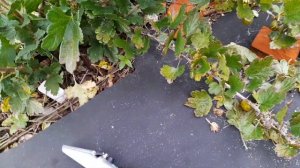 Крыжовник 4-24. Брикс.