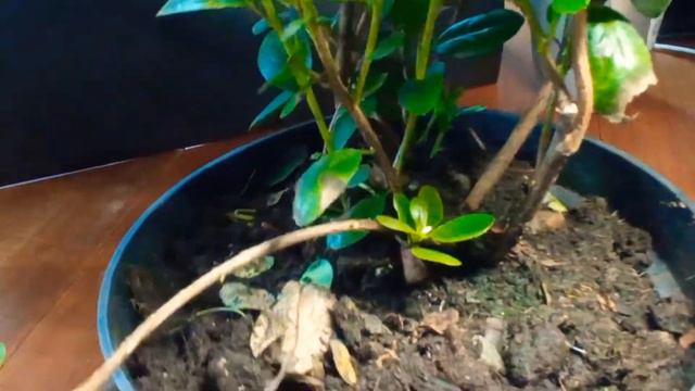 Азалии японские +...Распаковка посылки из интернет-магазина смотреть онлайн