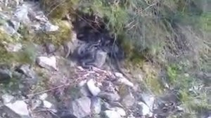 Хортица Кубло змей готовы к атаке