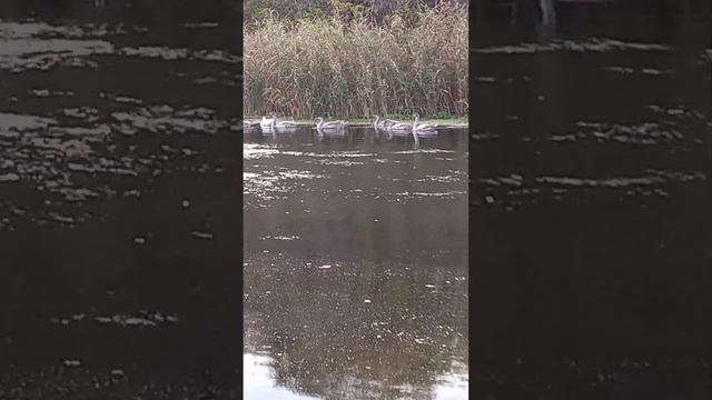 Сколько лебедей! Один лучше другого! Нашла и хотела поймать! смотреть онлайн