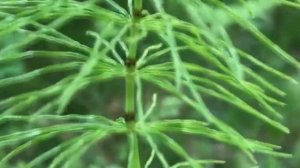 Хвощ полевой. Состав и полезные свойства