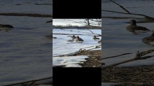 Поздравляю с 8 марта 🌹